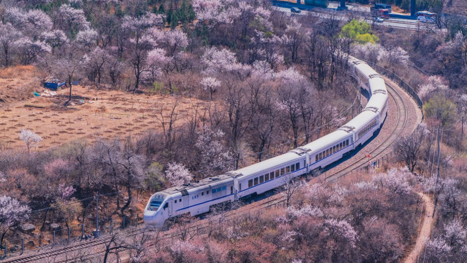 北京春色宜人 花海列車準時到達