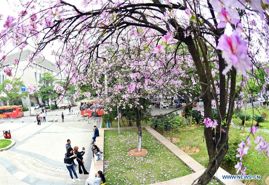 #CHINA-GUANGXI-LIUZHOU-FLOWERS (CN)