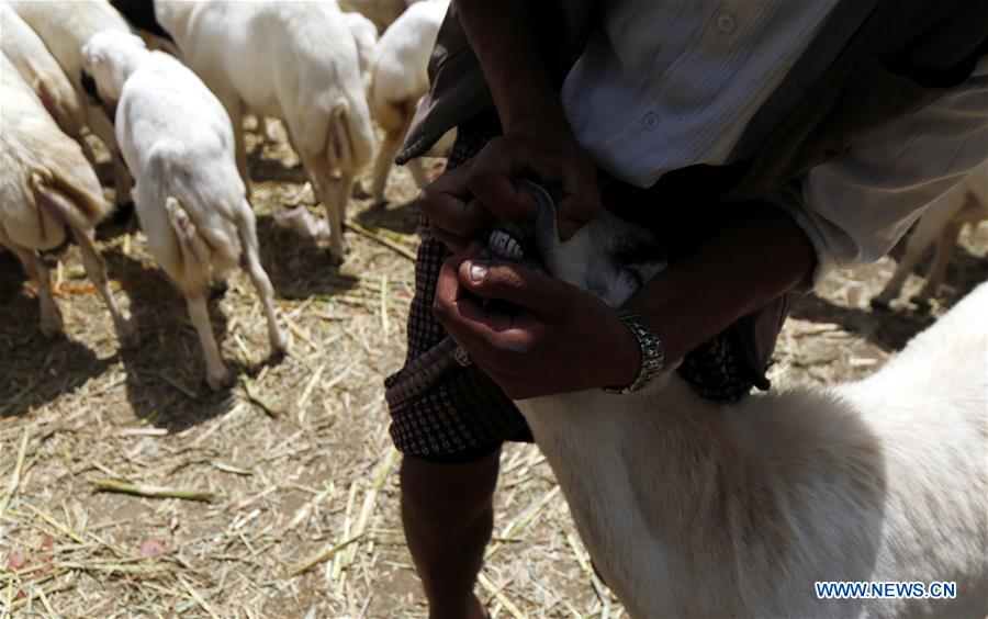 YEMEN-SANAA-EID AL-ADHA-LIVESTOCK MARKET