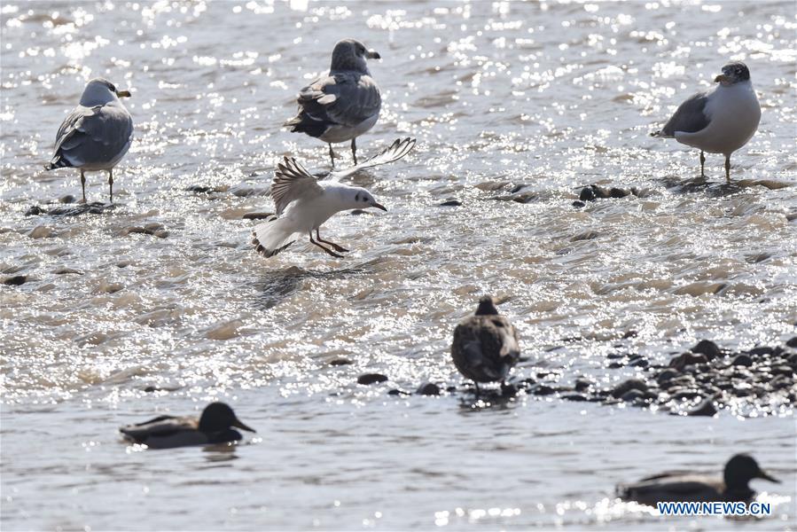 CHINA-QINGHAI-MIGRATORY BIRDS (CN)