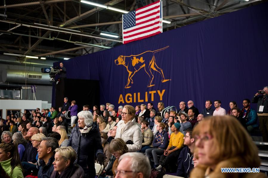 U.S.-NEW YORK-DOG-AGILITY COMPETITION