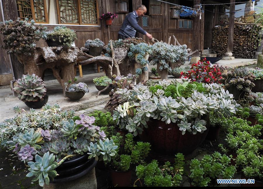 #CHINA-ZHEJIANG-LISHUI-SUCCULENT PLANTS (CN)