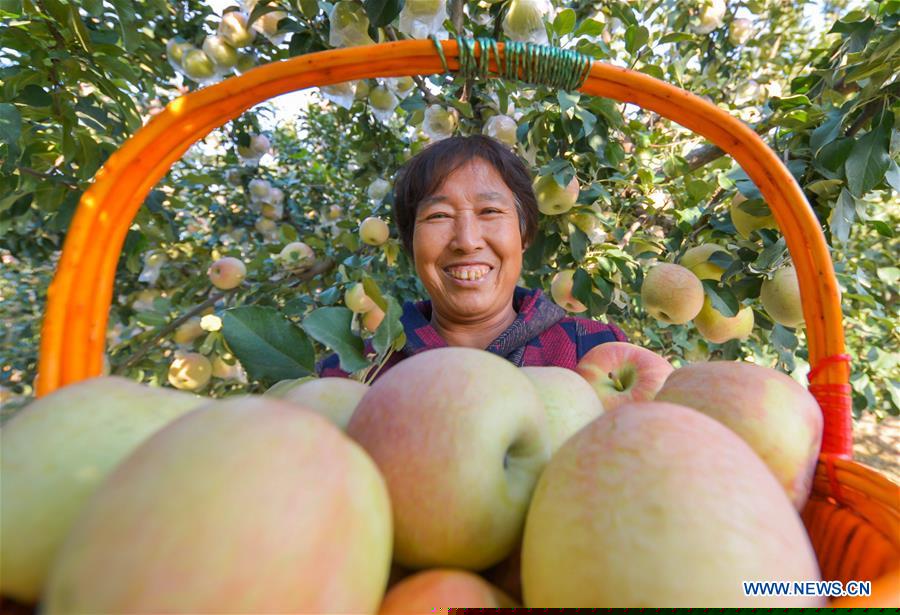 CHINA-HEBEI-HANDAN-APPLE HARVEST (CN)