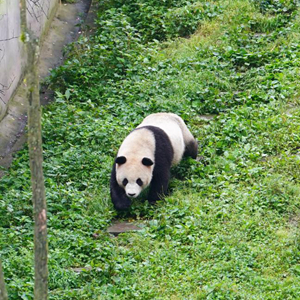 微信分享圖