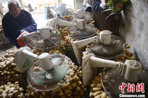 資料圖：山西太原蔬菜批發(fā)市場(chǎng)，姜販用多臺(tái)電風(fēng)扇風(fēng)干新鮮潮濕的生姜。<a target='_blank' ><p  align=