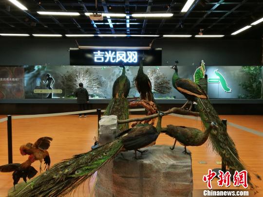 先有雞還是先有蛋？這個科普展覽有點“不一般”