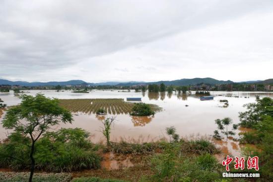 資料圖：湖南省臨武縣武水鎮(zhèn)、南強(qiáng)鎮(zhèn)、汾市鎮(zhèn)、水東鎮(zhèn)、金江鎮(zhèn)等鄉(xiāng)鎮(zhèn)遭遇特大暴雨襲擊，導(dǎo)致大量民房和農(nóng)田被淹。據(jù)不完全統(tǒng)計(jì)，該縣數(shù)千戶民房被淹，數(shù)十萬(wàn)畝農(nóng)田、果園、煙田被淹斷收，直接經(jīng)濟(jì)損失達(dá)數(shù)千萬(wàn)元。災(zāi)情發(fā)生后，當(dāng)?shù)卣跋嚓P(guān)部門第一時(shí)間奔赴受災(zāi)鄉(xiāng)鎮(zhèn)轉(zhuǎn)移群眾，察看災(zāi)情并積極組織村民排澇自救、發(fā)放救災(zāi)物資、開展保險(xiǎn)理賠等工作。目前救災(zāi)工作正在有序進(jìn)行，無(wú)人員傷亡。唐盛歡 攝