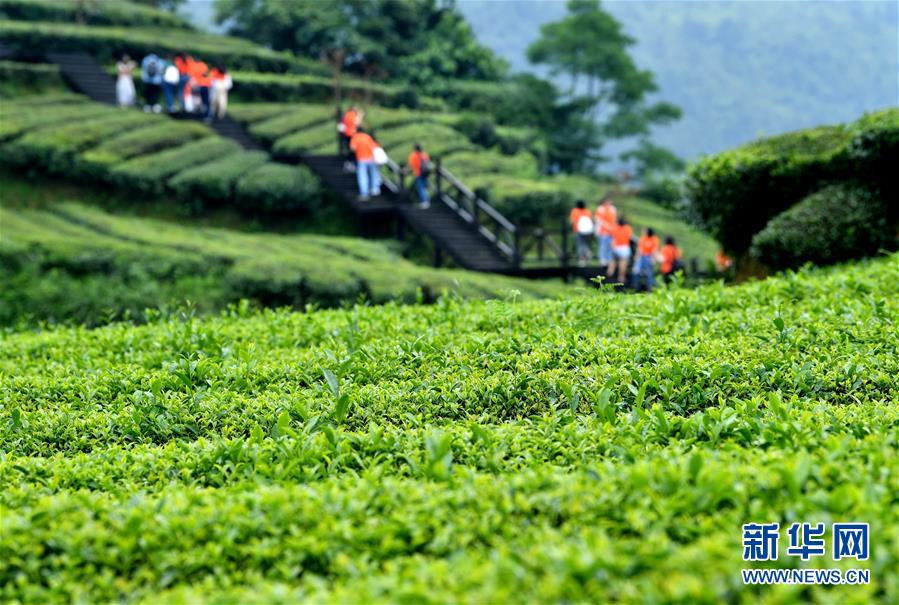 #（新華視界）（4）湖北恩施：山區茶園引游客