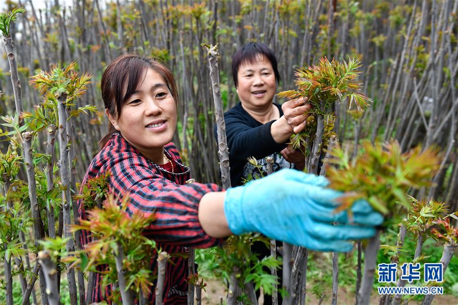 (在習近平新時代中國特色社會主義思想指引下——新時代新作為新篇章·圖文互動)(1)中條山下綠意濃——一個“資源窮縣”的生態發展之路