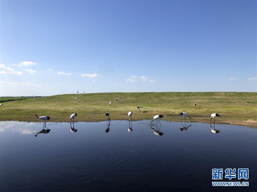 （在習(xí)近平新時(shí)代中國(guó)特色社會(huì)主義思想指引下——新時(shí)代新作為新篇章·圖文互動(dòng)）（1）從“人鳥(niǎo)爭(zhēng)食” 到“人鶴和諧”——濕地生態(tài)保護(hù)的“扎龍?zhí)剿?rdquo;