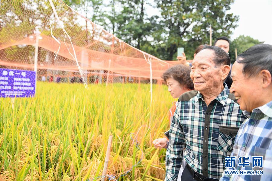 （圖文互動）（4）1046.3公斤！袁隆平第三代雜交水稻首次公開測產