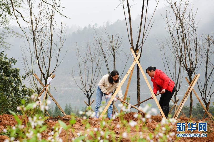 （決戰(zhàn)決勝脫貧攻堅(jiān)·圖文互動）政府種樹到農(nóng)家 培花育果再出發(fā)