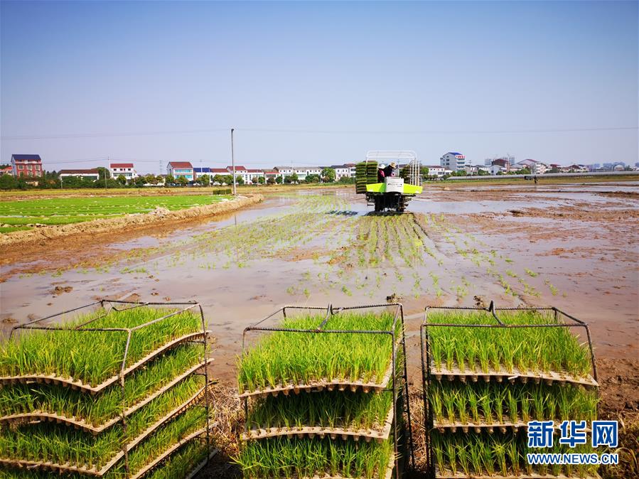 （聚焦農業(yè)復工復產·圖文互動）（2）發(fā)力“單改雙” ——水稻大省湖南的雙季稻攻堅戰(zhàn)