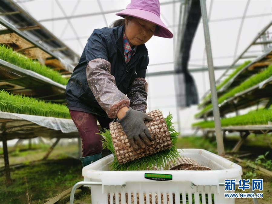 （聚焦農業(yè)復工復產·圖文互動）（1）發(fā)力“單改雙” ——水稻大省湖南的雙季稻攻堅戰(zhàn)