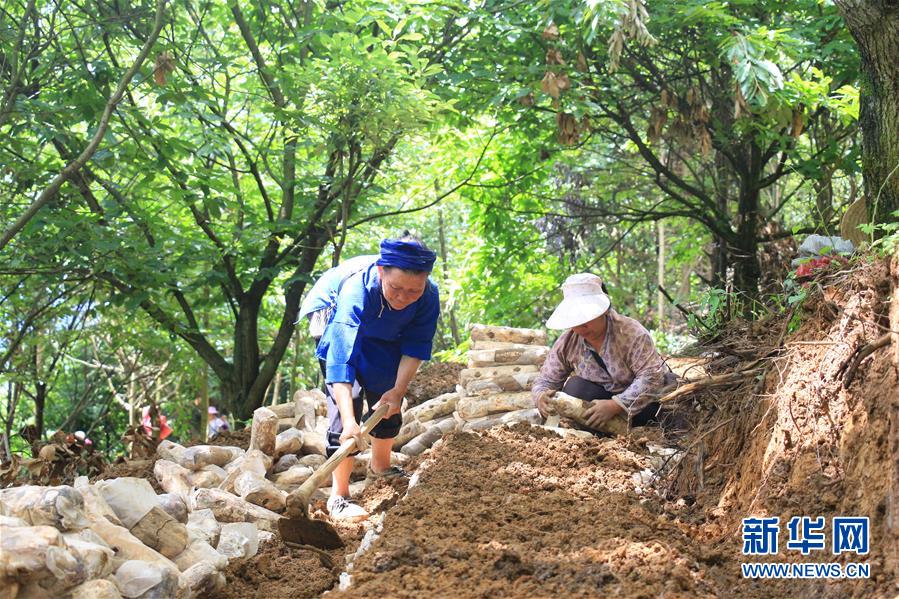 (決戰(zhàn)決勝脫貧攻堅·圖文互動)(3)問林下要地 助“新市民”就業(yè)增收