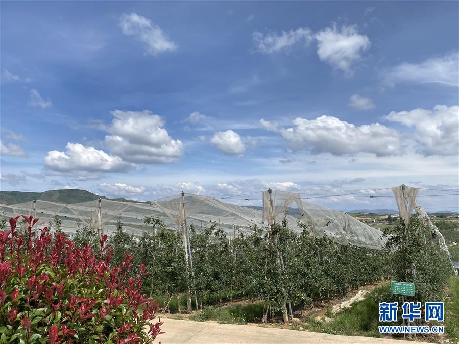 （決戰決勝脫貧攻堅·圖文互動）（3）高原紅了，日子好了——貴州海拔最高縣發展蘋果產業見聞