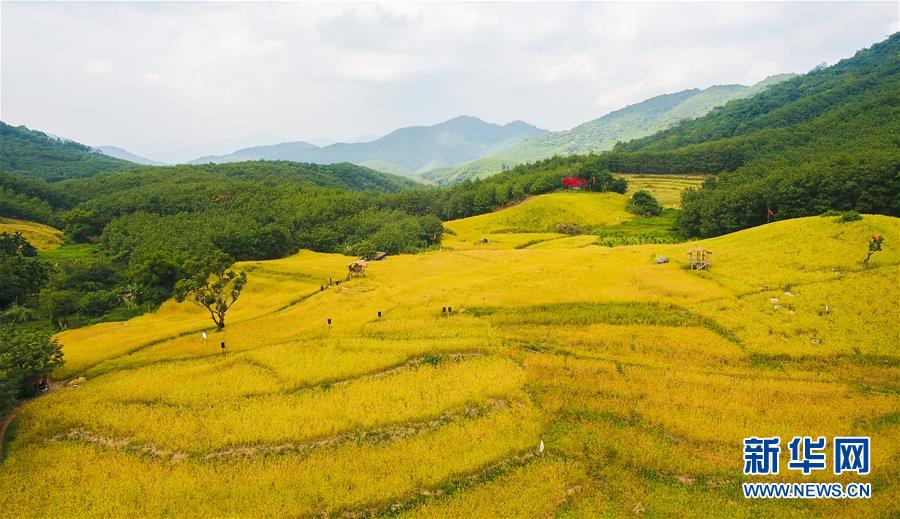 (走向我們的小康生活·圖文互動)(1)黎苗山鄉(xiāng)種養(yǎng)“老行當(dāng)”擦亮“綠色牌”