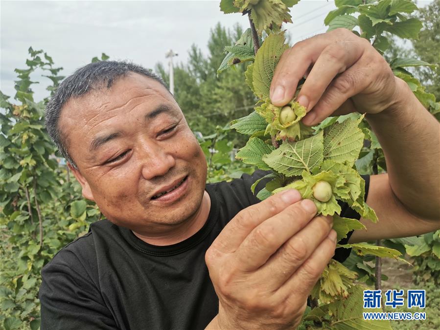 （決戰決勝脫貧攻堅·圖文互動）（1）榛子樹結出“扶貧果”
