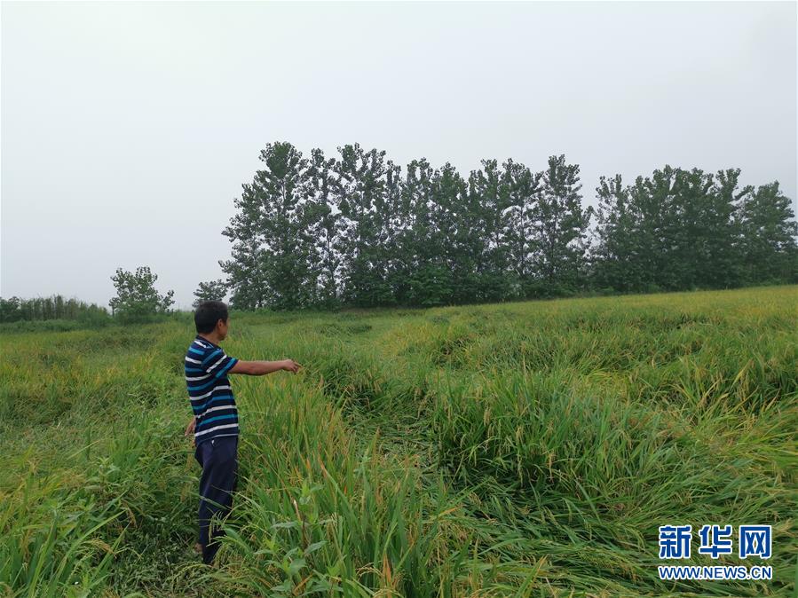 （新華視點·聚焦餐桌外的浪費·圖文互動）（2）顆粒歸倉為何難實現？我國糧食收割環節損失驚人