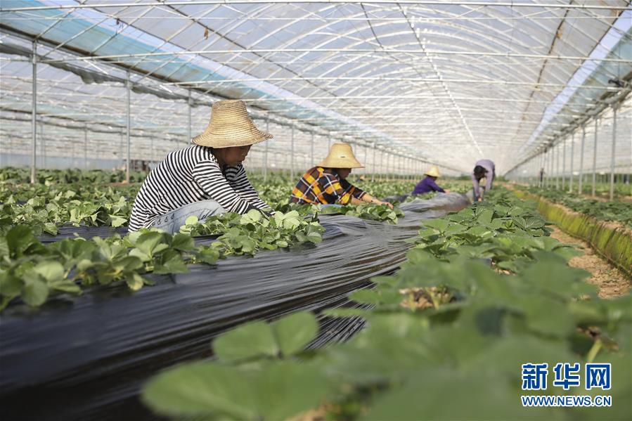 （新華全媒頭條·決戰決勝脫貧攻堅·督戰未摘帽貧困縣·圖文互動）（12）不獲全勝，決不收兵——全國52個掛牌督戰貧困縣脫貧攻堅紀實