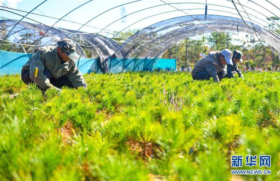 （在習近平新時代中國特色社會主義思想指引下——新時代新作為新篇章·習近平總書記關切事·圖文互動）（8）綠意，在黃沙中鋪展——我國防沙治沙紀實