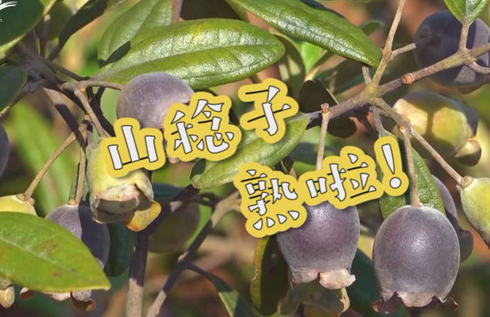 走向我們的小康生活丨山稔子熟啦！