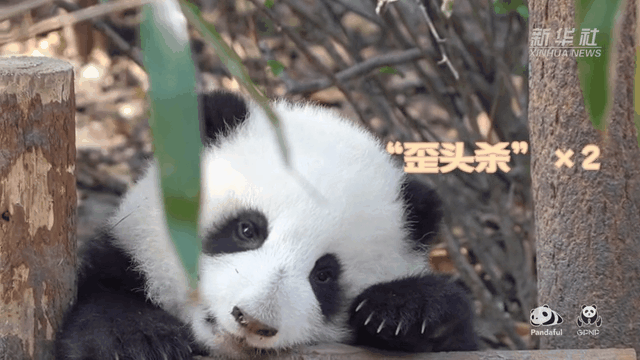 請注意，前方有滾滾發起近距離“歪頭殺”