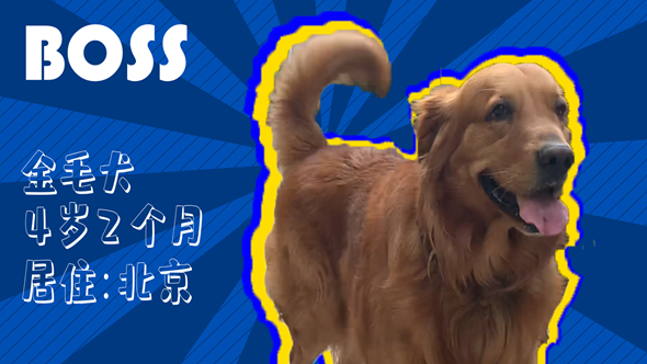 有效拴繩&科學(xué)遛狗——如何文明養(yǎng)犬？“撿屎官”們快看過(guò)來(lái)！