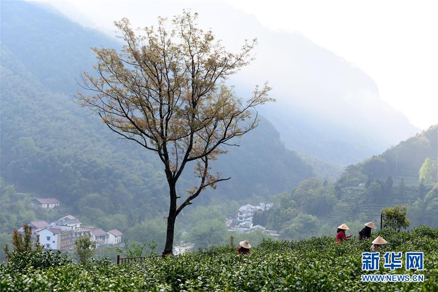 （亞洲文明對(duì)話大會(huì)）（4）茗香亞洲 茶韻綿長