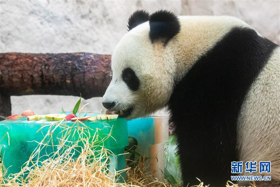 (國際)(5)莫斯科動物園為大熊貓“如意”和“丁丁”慶生